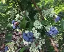 6 Labing maayo nga mga lahi sa mga tanaman nga blueberries alang sa Moscow Region 43354_8