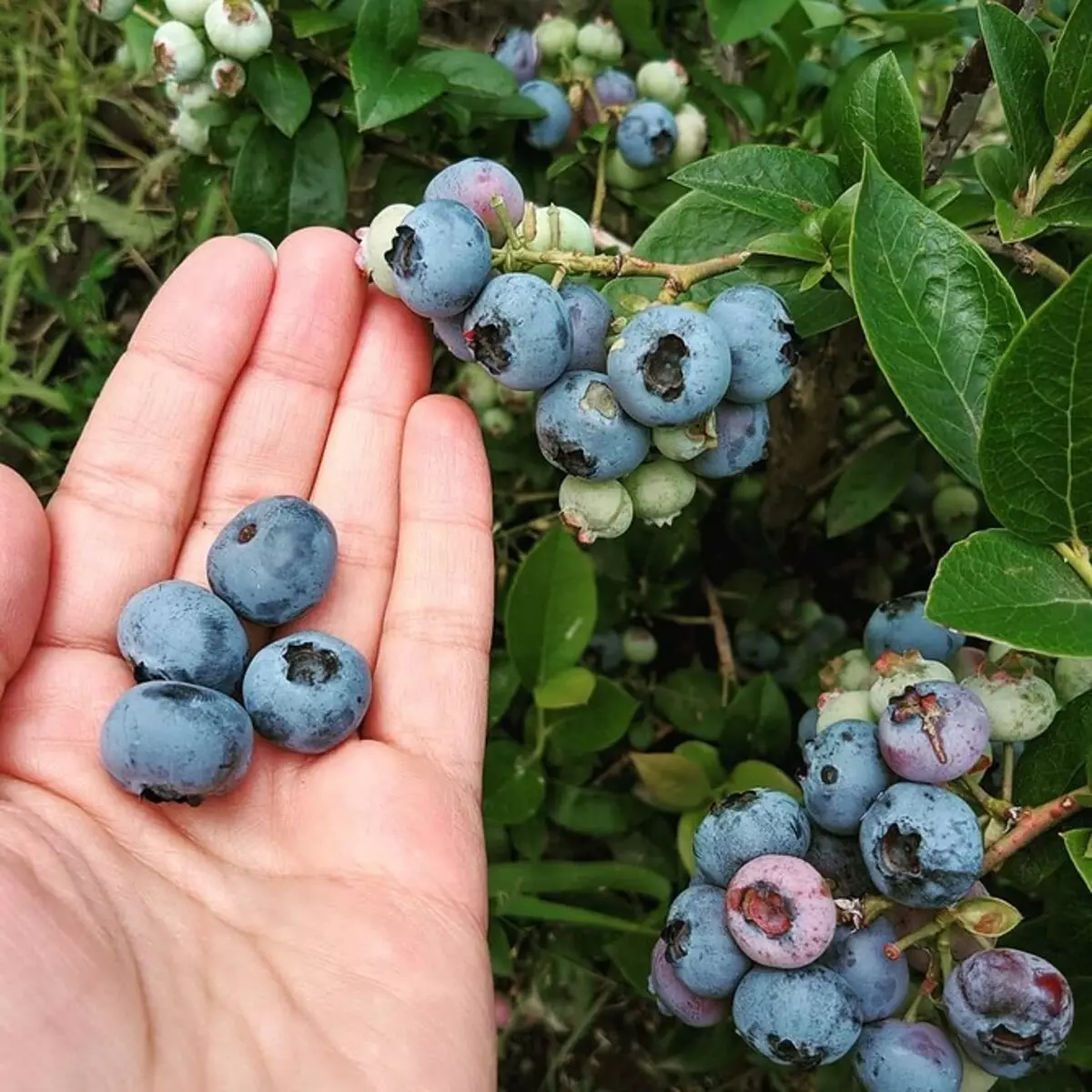 6 plej bonaj specoj de ĝardenaj blueberries por Moskva regiono 43354_9