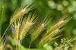 12 types courants de mauvaises herbes au chalet avec des photos