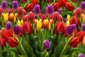 ທັງຫມົດກ່ຽວກັບການປູກ tulips ໃນພາກຮຽນ spring: ຄູ່ມືແນະນໍາທີ່ຈະເຂົ້າໃຈໂດຍຈົວແລະມີປະໂຫຍດຕໍ່ຊາວສວນທີ່ມີປະສົບການ 4364_1