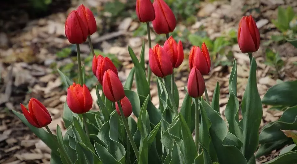 Alles over het planten van tulpen in het voorjaar: een gids die wordt begrepen door beginnend en is nuttig voor ervaren tuiniers 4364_10