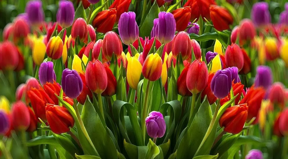 Tudo sobre plantar tulipas na primavera: um guia que será entendido por novato e é útil para jardineiros experientes