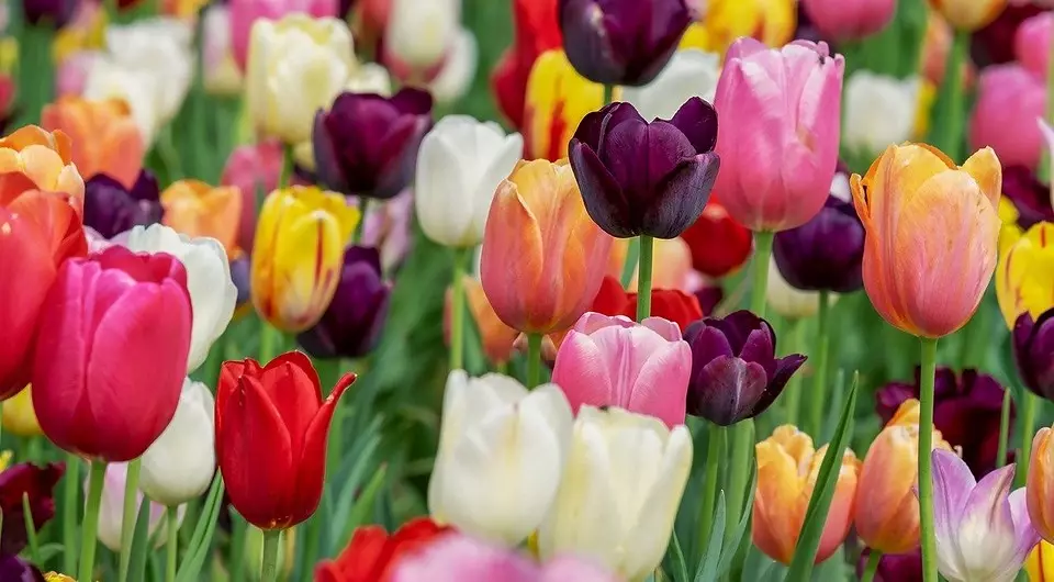Wszystko o sadzeniem tulipanów na wiosnę: przewodnik, który będzie zrozumiany przez nowicjuszę i jest przydatny dla doświadczonych ogrodników 4364_3