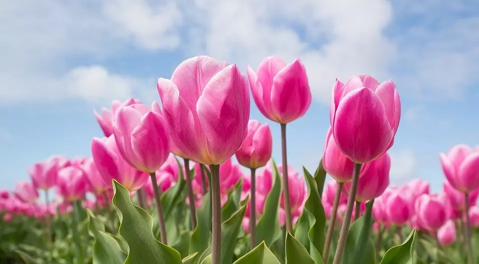 Lahat ng tungkol sa planting tulips sa tagsibol: isang gabay na maunawaan ng baguhan at kapaki-pakinabang sa mga nakaranas ng mga gardeners 4364_5