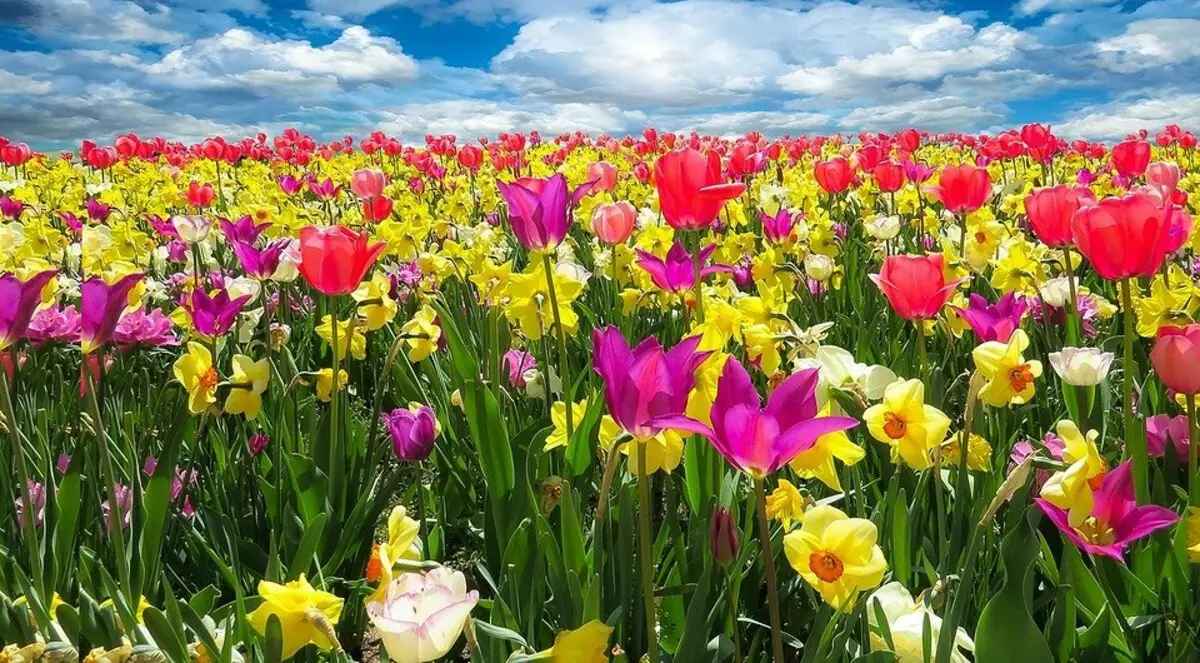 Todo sobre a plantación de tulipas na primavera: unha guía que se entenderá por novato e é útil para os xardineiros experimentados 4364_7