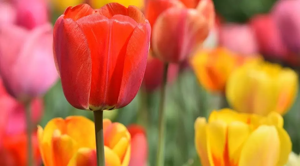 Semua tentang penanaman tulip di musim semi: Panduan yang akan dipahami oleh pemula dan bermanfaat bagi tukang kebun berpengalaman 4364_8