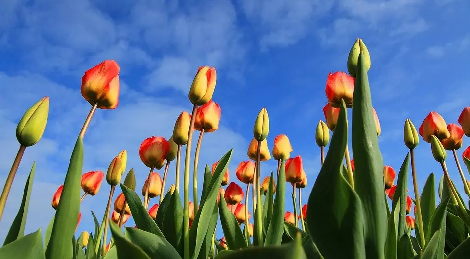 A tavaszi tulipánok ültetéséről: Egy útmutató, amelyet a kezdő, és hasznos a tapasztalt kertészek számára 4364_9
