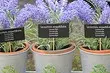 Kiel planti lavendajn semojn: Detalaj Gvidi Gvidilo