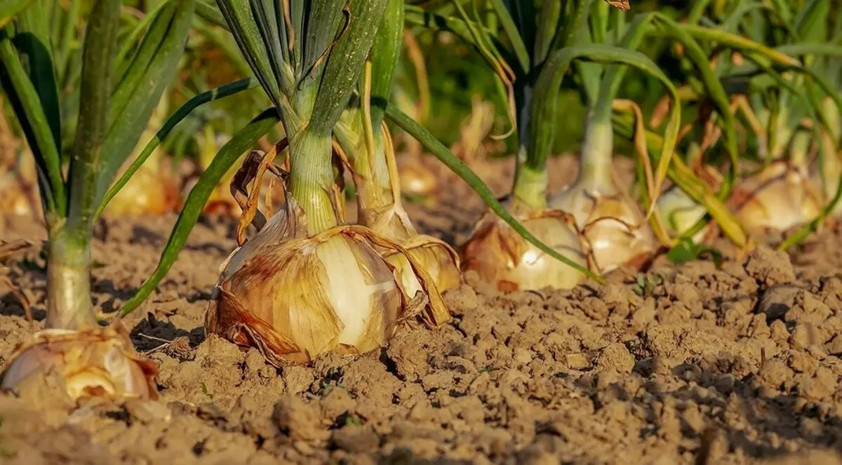 Hvað á að planta í mars til plantna: Listi yfir menningu og ábendingar um rétt lendingu 4373_8