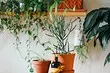9 most non-standard ways to place houseplants