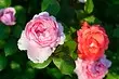Kouman ki plante roz nan sezon prentan an apre achte: gid detaye pou jardinage