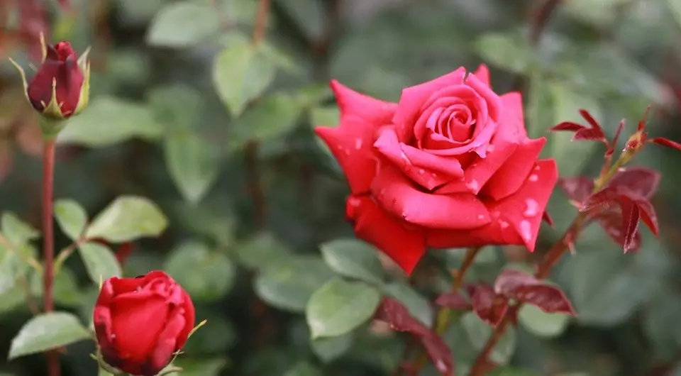 Coidado por rosas na primavera: unha lista de verificación sinxela de 6 puntos para realizar despois do inverno 4403_3