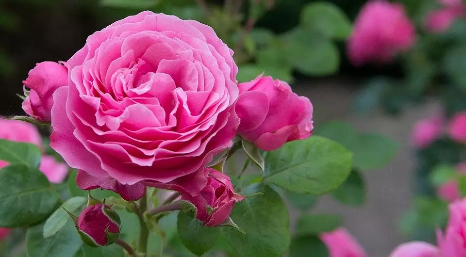 Care for roses in the spring: a simple check list from 6 points to perform after winter 4403_5