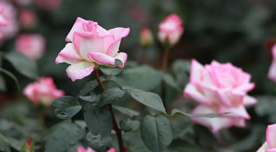 Care for roses in the spring: a simple check list from 6 points to perform after winter 4403_7