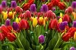 Udaberrian tulipak landatzeari buruz: hasiberriek ulertuko duten gida eta lorezainak jasateko erabilgarria da