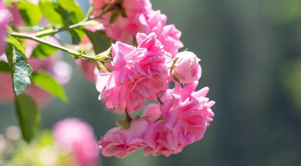 Coidado por rosas na primavera: unha lista de verificación sinxela de 6 puntos para realizar despois do inverno 4403_9