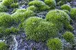 როგორ დავაღწიოთ Moss on ნაკვეთი: დეტალური სახელმძღვანელო novice dachens