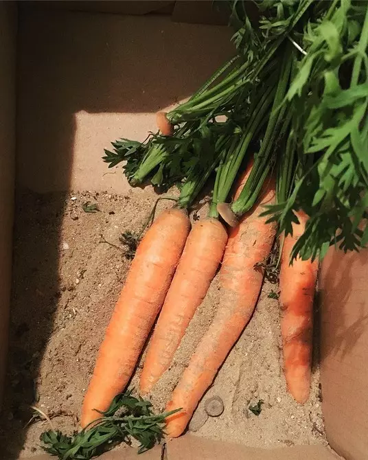 Како да ги зачувате моркови дома, така што тоа не се расипе долго време: 4 начини 458_10