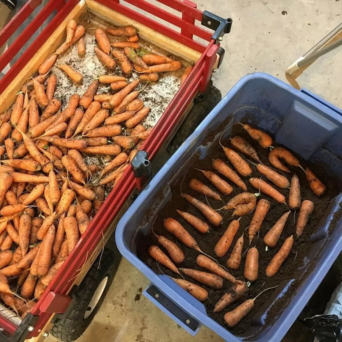 Как лучше хранить морковь. Ящик для хранения моркови. Условия хранения моркови. Хранение моркови. Современные методы хранения моркови.