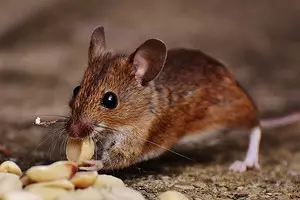 Ungayikhetha kanjani i-Best Mice Reversal: Amadivayisi we-CRITIA NE-ACTION 4663_1