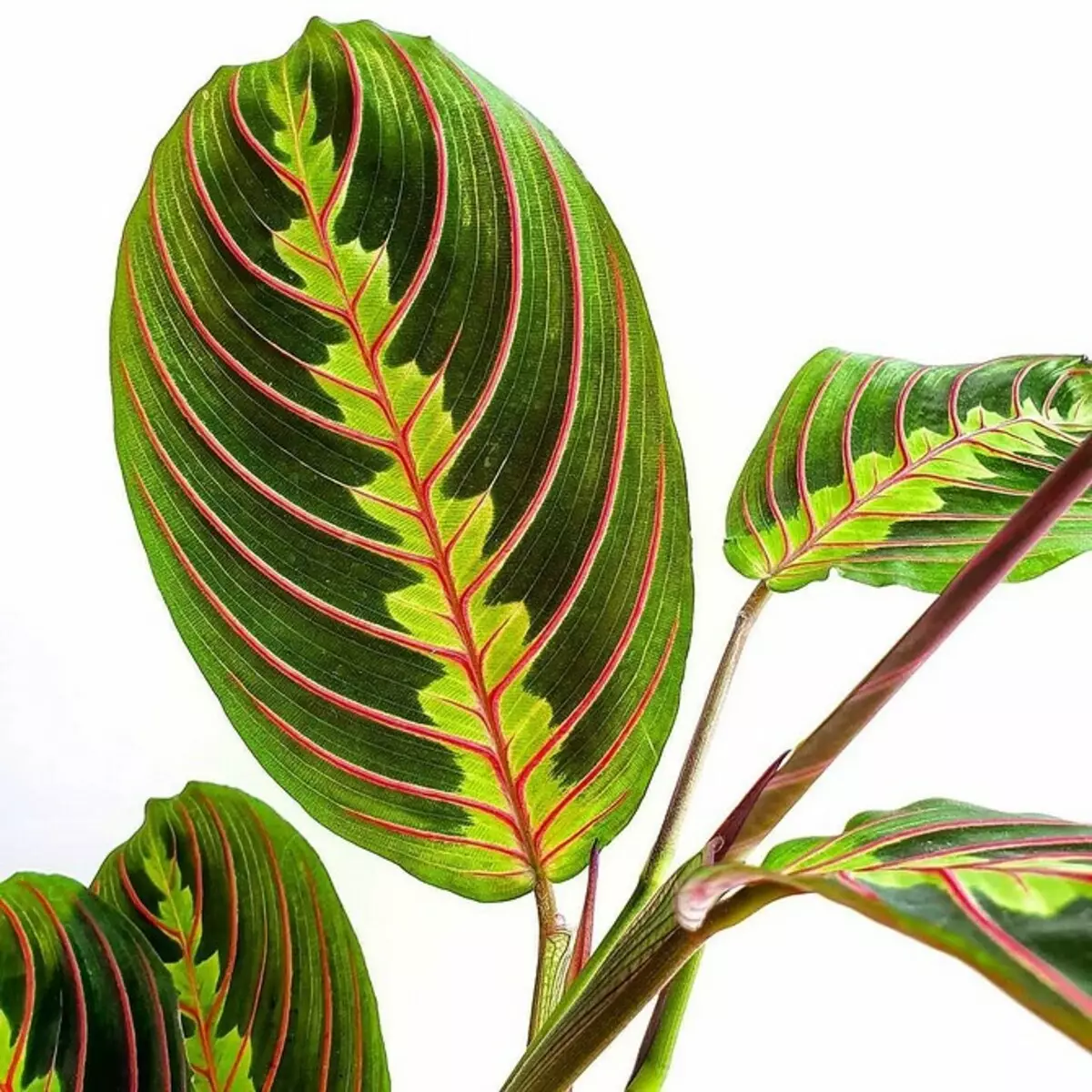 5 vicces és szokatlan beltéri növények, amelyek növelik a hangulatot 468_7
