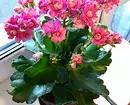 11 plantes à domicile qui n'ont pas honte de donner au lieu d'un bouquet 4699_37
