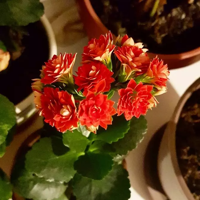 11 home plants that are not ashamed to give instead of a bouquet 4699_38