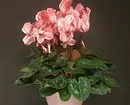 11 plantes à domicile qui n'ont pas honte de donner au lieu d'un bouquet 4699_41