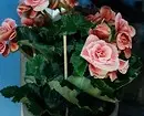 11 Mga Tanum sa Balay nga Wala maulaw nga maghatag imbis usa ka bouquet 4699_47