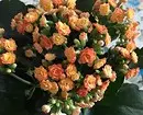 11 tsire-tsire na gida waɗanda ba sa jin kunya su bayar maimakon bouquet 4699_48