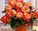 11 piante domestiche che non si vergognano di dare invece di un bouquet 4699_49
