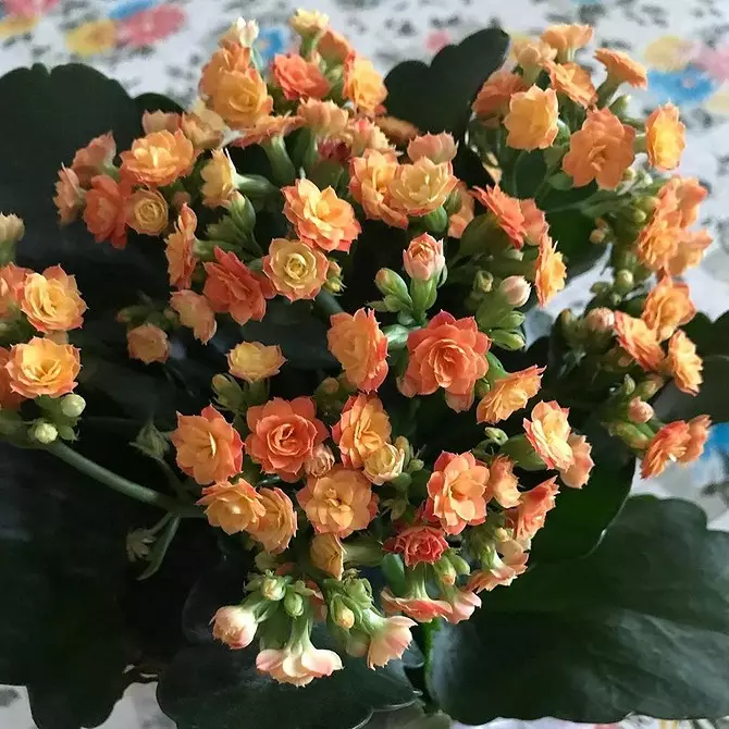 11 plantes à domicile qui n'ont pas honte de donner au lieu d'un bouquet 4699_51