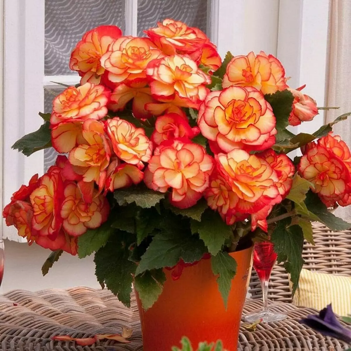 11 piante domestiche che non si vergognano di dare invece di un bouquet 4699_52