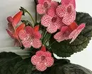 11 piante domestiche che non si vergognano di dare invece di un bouquet 4699_59