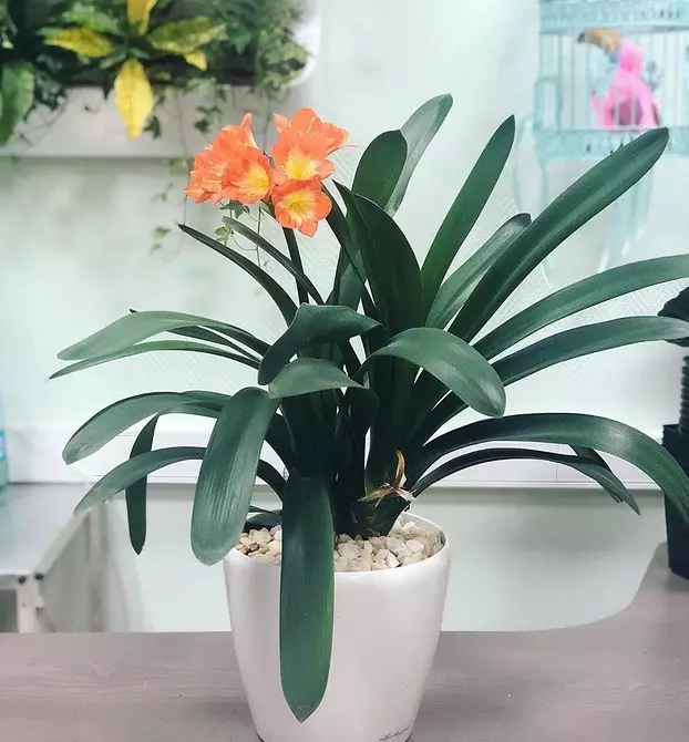 11 home plants that are not ashamed to give instead of a bouquet 4699_6