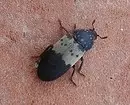 4 დამტკიცებული მეთოდები, რომლებიც დაეხმარება მოშორებას beetles leisers ბინაში 4942_3