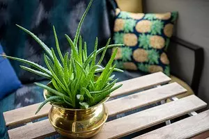 5 indoor plants that will survive in spite of everything