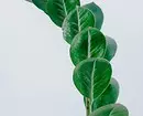5 beltéri növények, amelyek mindent ellensúlyoznak 494_21