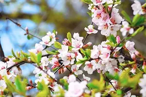 8 blomstrende dekorative busker som er egnet for dyrking i Sibir 5027_1