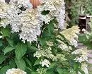 8 kvetoucí dekorativní keře, které jsou vhodné pro kultivaci v Sibiři 5027_13