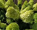 8 arbustos decorativos florecientes que son axeitados para o cultivo en Siberia 5027_14