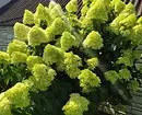 8 arbustos decorativos de florescência que são adequados para cultivo na Sibéria 5027_15
