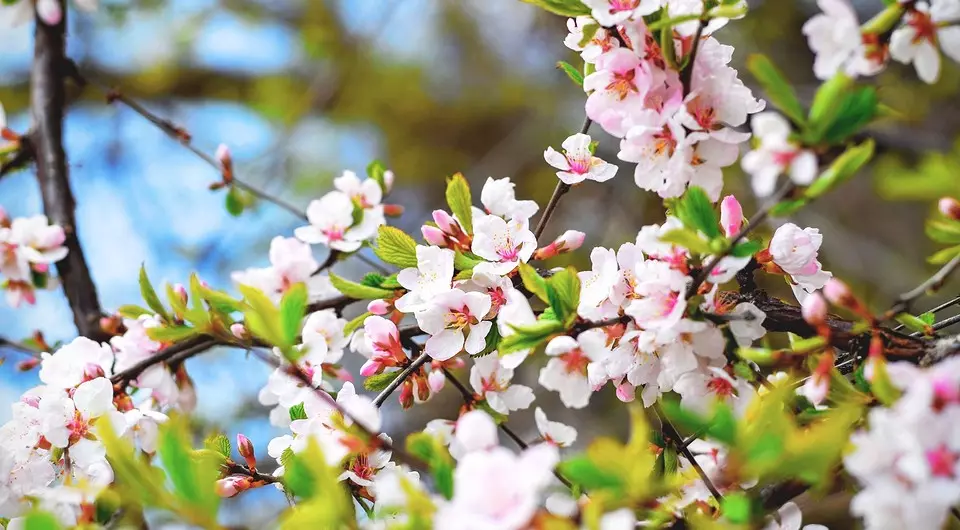 8 Virágzó dekoratív cserjék, amelyek alkalmasak a szibériai termesztésre