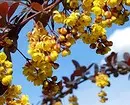 8 arbustes décoratifs en fleurs qui conviennent à la culture en Sibérie 5027_22