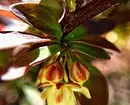 8 Virágzó dekoratív cserjék, amelyek alkalmasak a szibériai termesztésre 5027_23