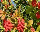 8 Bloom shrubs dekorasi sing cocog kanggo budidaya ing Siberia 5027_24