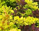 8 Bloom shrubs dekorasi sing cocog kanggo budidaya ing Siberia 5027_25