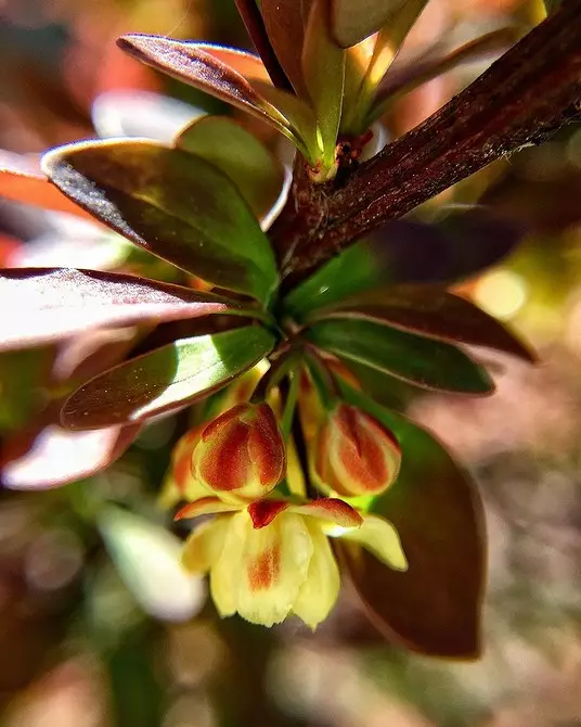 8 Kwitnące ozdobne krzewy, które nadają się do uprawy na Syberii 5027_27