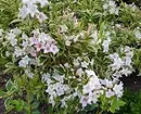 8 blomstrende dekorative busker som er egnet for dyrking i Sibir 5027_3
