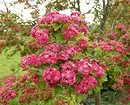8 arbustos decorativos florecientes que son axeitados para o cultivo en Siberia 5027_30